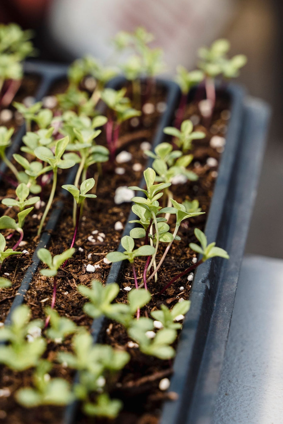 The Science Behind Broccoli Sprouts: From Glucoraphanin to Sulforaphane