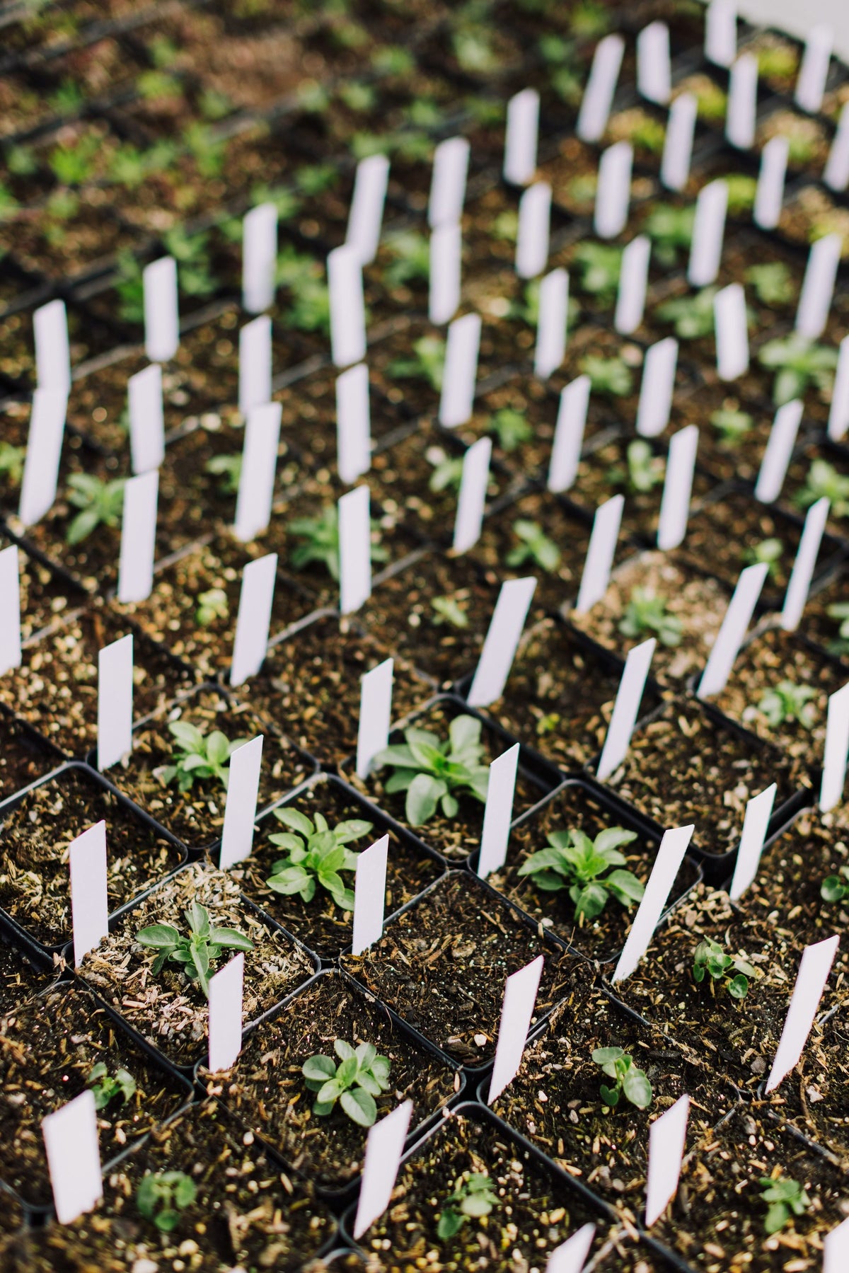 Seedlings growing in an orderly cultivation environment